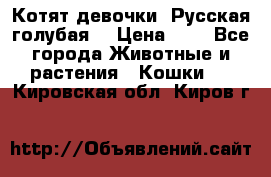 Котят девочки “Русская голубая“ › Цена ­ 0 - Все города Животные и растения » Кошки   . Кировская обл.,Киров г.